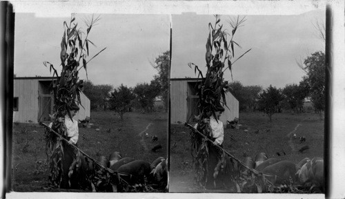 Kansas. [Woman standing by a cornstalk.]