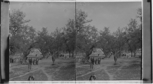 An old Olive Archard. Palestine