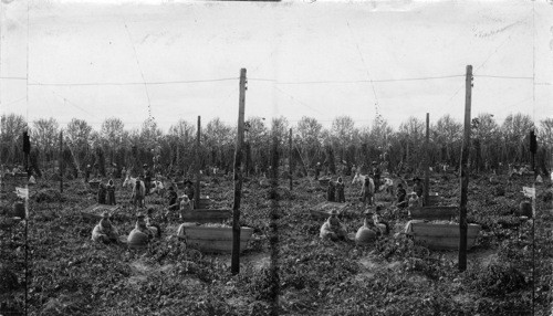 At work in the hop fields, Yakima Valley, Wash