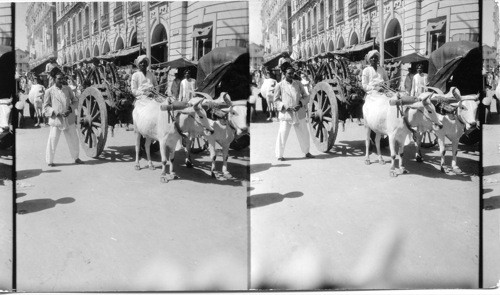 Ox Cart, Bombay, India