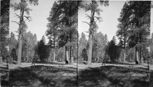 Pine and Aspens in the Kaibab National Forest. Ariz