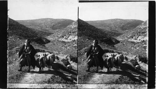 A Shepherd in David’s Home Country. Palestine