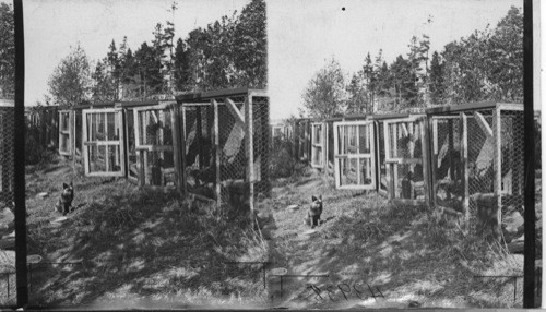 Hospital ward in case of sickness or disease among the fox, they are separated from the rest and locked up in these pens. Rosebank Fur Farms, Ltd. Southport, P.E.I