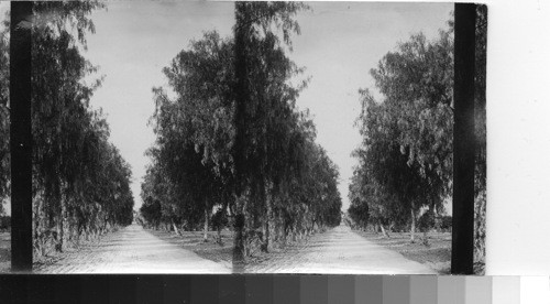 Avenue of pepper trees, Pasadena, Calif