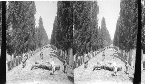 Dyke to prevent river overflow (lined with poplars) Srinagar. India