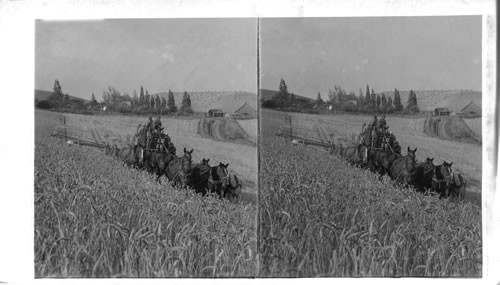 Combined Harvester and Thresher Fathering a Wheat Crop in Palouse Valley, Washington