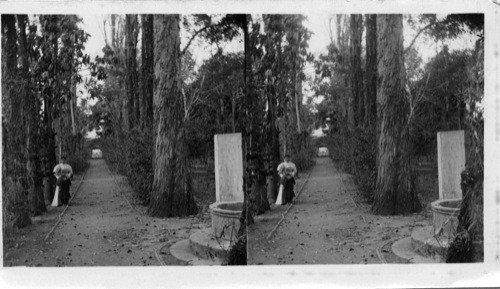 Eucalyptus Avenue, Oaxaca, Mexico