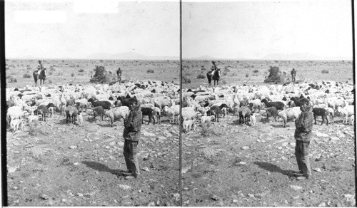 Sheep-raising, an extensive industry in northern Arizona