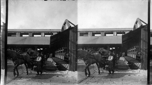 Bringing Lumber to be Trimmed, Hamburg Saw Mills. Vancouver City, Can