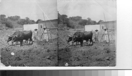 Mexican Plowing. Scratching the soil with a modern stick plow. Chihuahua. Mexico