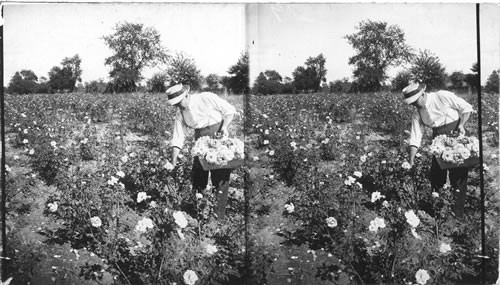 Picking ever blooming roses, New Jersey