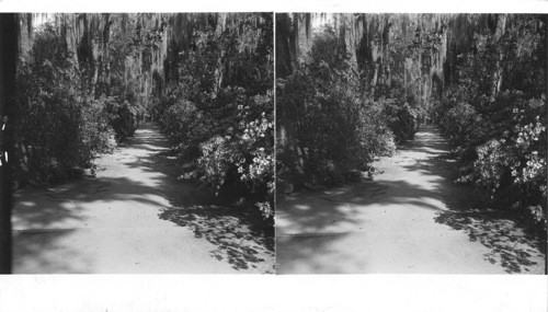 SOUTH CAROLINA Near Charleston: Looking down Magnolia Walk boarded by the brilliantly blooming azalea bushes at Magnolia-on-the-Ashley, more familiarly know now as Magnolia Gardens. Almost three hundred years ago at Drayton of England migrated to Barbados and later to England, acquiring a large tract of land on the Ashley River, including not only this property by several other plantations. Ever Since the Drayton family and its descendants have owned and occupied Magnolia-on-the-Ashley. It was one John Grimke-Drayton, who added his mother's name to his own in order to inherit the lovely place, and is responsible for the beauty of the gardens. He had studied for the ministry, but because of tuberculosis was ordered by his physician to spend his days outdoors. So he turned his attention to the soil and twenty-five acres of gorgeous blooms are the result of his efforts and direction. He lived to enjoy the fruits of his work and had left a garden to which thousands of people come annually during the blooming season which begins the camellias in the fall and end with the azaleas in the spring. Purchased for "M"