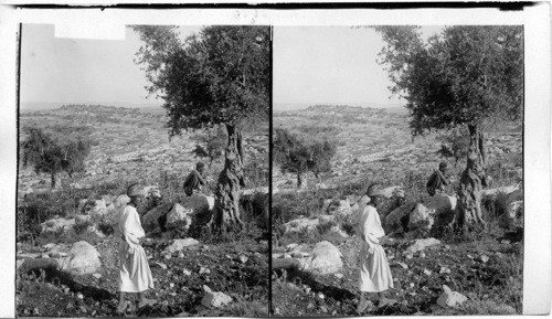 Overgrown mound, site of Modein, home of Judas Macabeus; southeast towards Jerusalem. Palestine