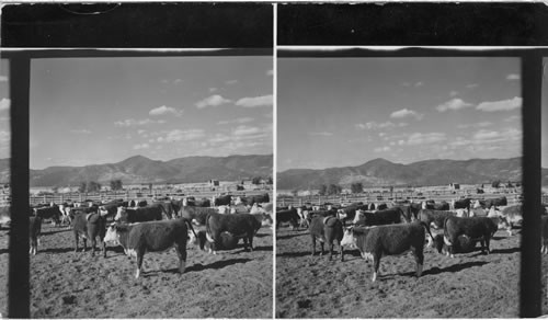 Cattle Ranch, near Missoula - Montana