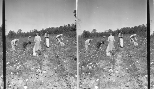 Picking Cotton, Hamilton Co., Tennessee