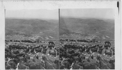 View from Mt Ebal S.W. over Schechem and Mt Gerizim toward Sea. Palestine