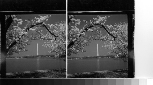 The Washington Monument, Cherry Blossom Time, Wash D. C