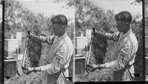 Beekeeper Examining His Bees, Texas
