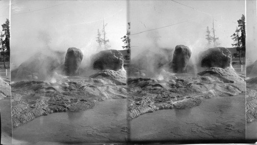 Grotto Geyser. Yellowstone National Park