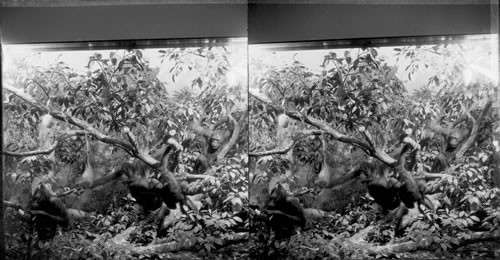 Oranges [Orangutans], Field Museum of Natural History, Chicago