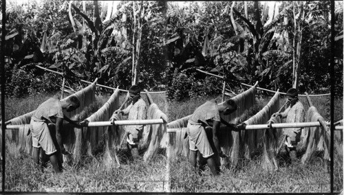 Hemp Industry - Drying Process, Philippines