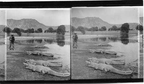 The perils of photography: our artist H.G. Ponting. F.R.G.S. Photographing alligators at short range on the edge of an Indian Lake, India