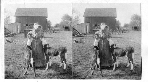 An Oklahoma [Oklahoma] farm matron and her thoroughbred baby calves. Oklahoma