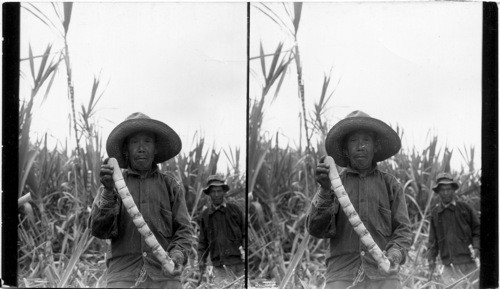 Seed Piece of Sugarcane, Hawaii Sugar Cane