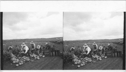 Growing Pineapples - Preparation of the fruit in the field before it is sent to the cannery. Is. of Oahu. Hawaii