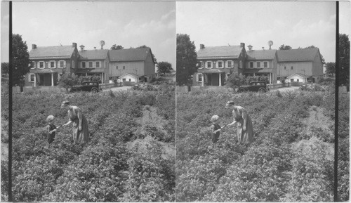 Explaining to Little Brother Where We Get Our Potatoes, Lancaster Co., Penna