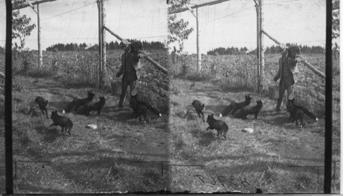 Showing a number of Silver Black Fox in one pen, Rosbank Fur Farms, Ltd. Southport, P.E. Island
