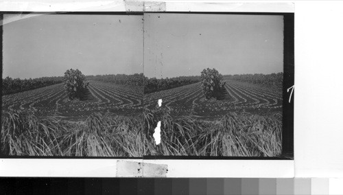 Field after field of vegetables flourish in the rich lands on the southern shores of Lake Okeechobee. Rows of sunflowers separate the land strips and act as windbreakers for the smaller vegetable plants. The rich land is part of the reclamation of the territory in the lower part of the peninsula