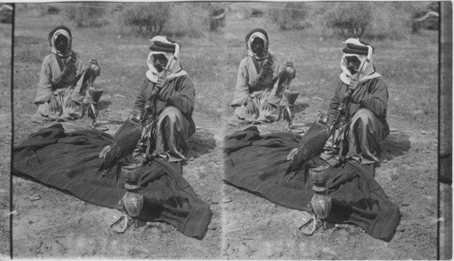 Bedouins and Falcons. Palestine