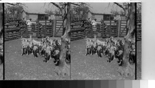 Sorting or Cutting out pen after shearing Angora Goats, Edwards Plateau Texas