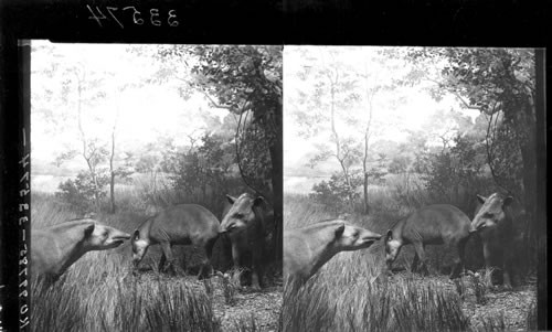 South American tapir, Field Museum of Natural History, Chicago