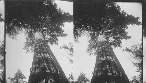 Looking up a giant fir of the Northwest, Ore