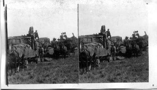 Sacking wheat from the thresher - Harvesting in the great wheat fields, Manitoba, Canada