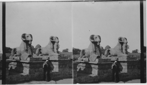 Ram headed sphinxes, Karnak, Egypt