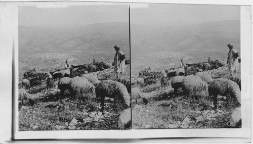 Looking Northwest from Mt. Ebal toward Samaria. Palestine