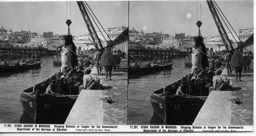 17,701. STOCK RAISING IN MOROCCO. Shipping Bullocks at Tangier for the Commissariat Department of the Garrison at Gibraltar. Copyright 1912 by Geo. Rose