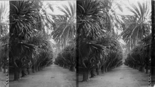 Palm Avenue, Jardin D’Essai, Algiers