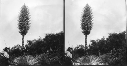 Yucca or Holy Candle, Arizona