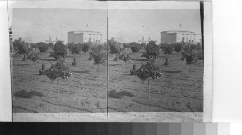 A young grapefruit orchard, San Diego, Calif