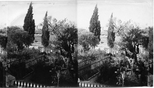 Garden of Gethsemane, Palestine