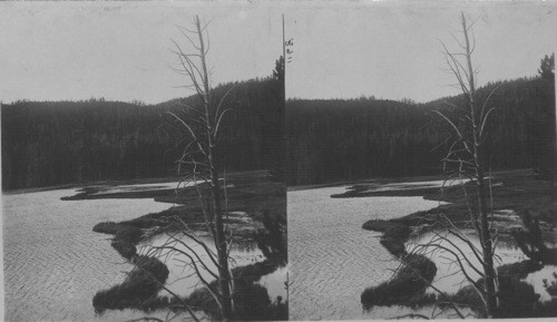 The largest beaver dam in the world, Beaver Lake, Yellowstone Park