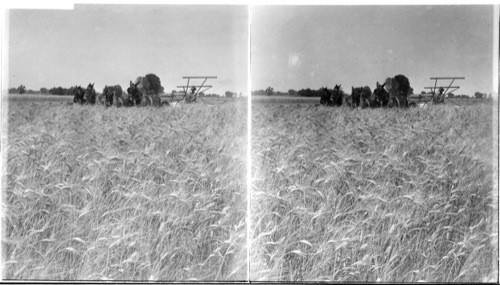 Harvesting wheat near Yuma, along Colorado River. A productive 40 acre field. Arizona