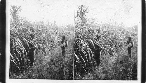 Sugarcane growing in the swampy country near Charleston. S. Carolina