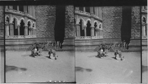 A Native Juggler and His Trick Monkey, Bombay, India