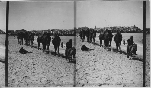 Ships of the Desert Palestine. Distant View of Jaffa from the Beach