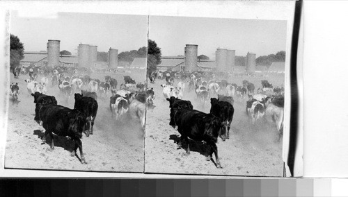 California. Herd of Shorthorn and Holdstein cows going into pens and barns. Dairy near Sacramento, Calif